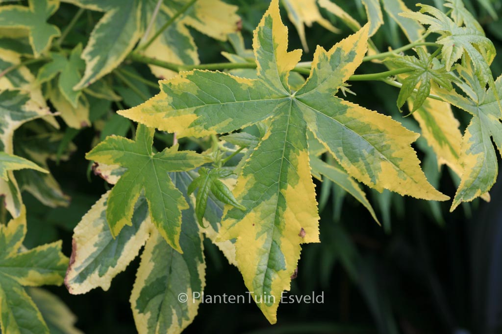 Liquidambar styraciflua ‚Golden Treasure‘