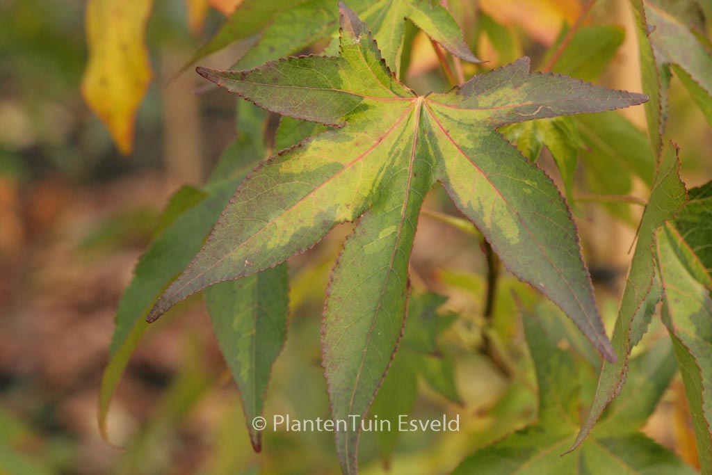 Liquidambar styraciflua ‚Gotrev‘