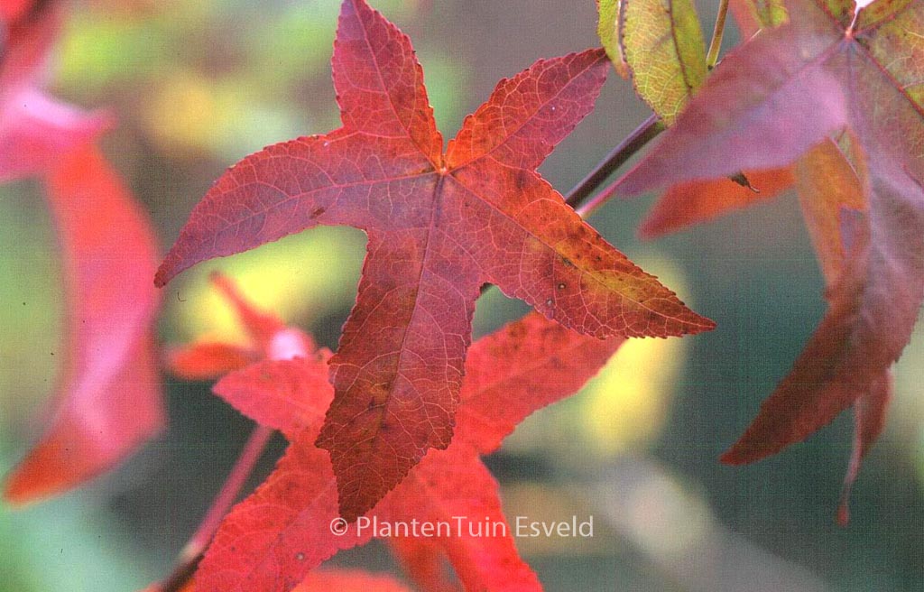 Liquidambar styraciflua ‚Lane Roberts‘