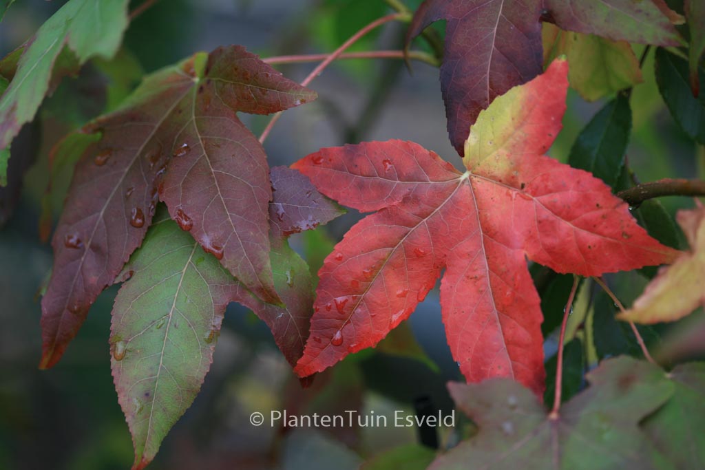 Liquidambar styraciflua ‚Moonbeam‘