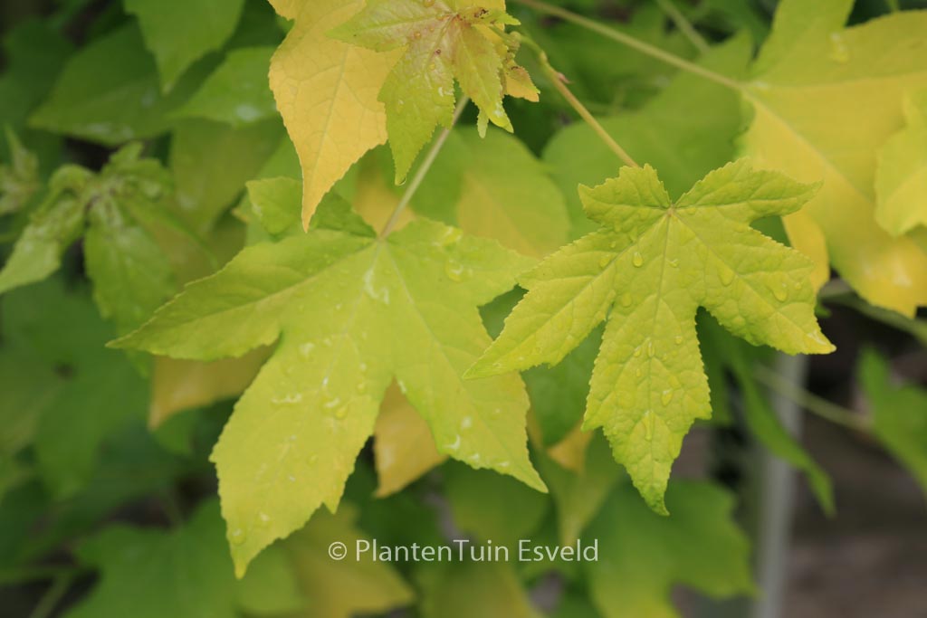 Liquidambar styraciflua ‚Naree‘