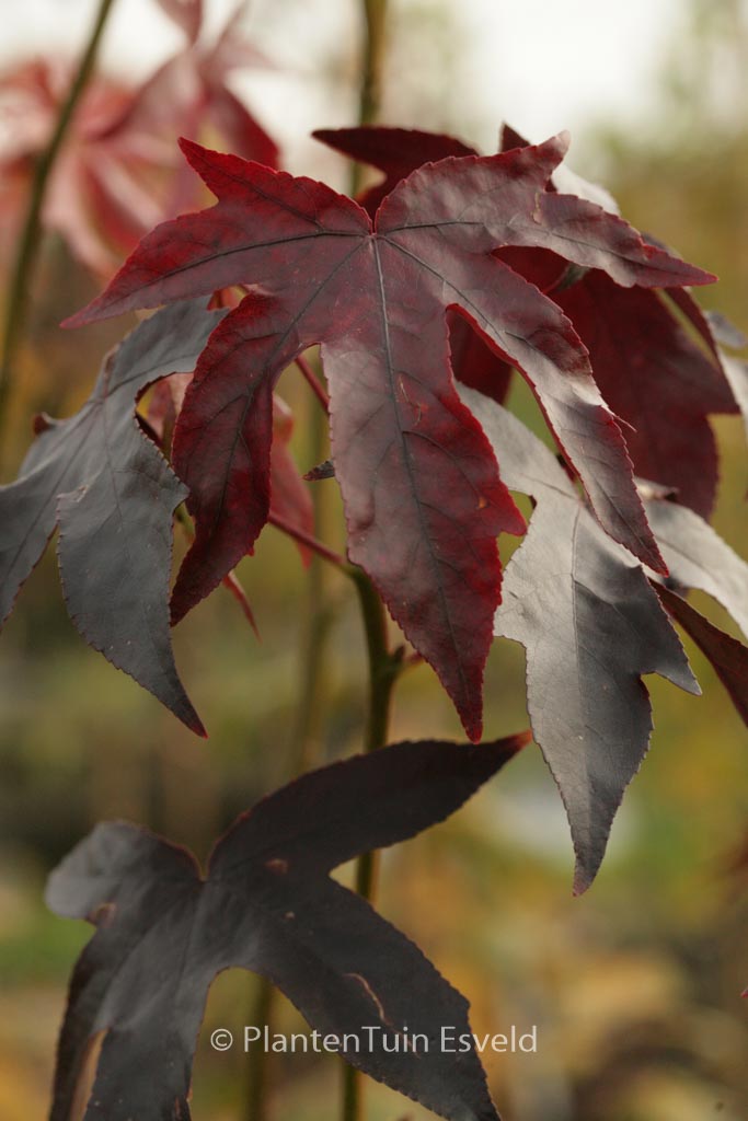 Liquidambar styraciflua ‚Oktoberglut‘