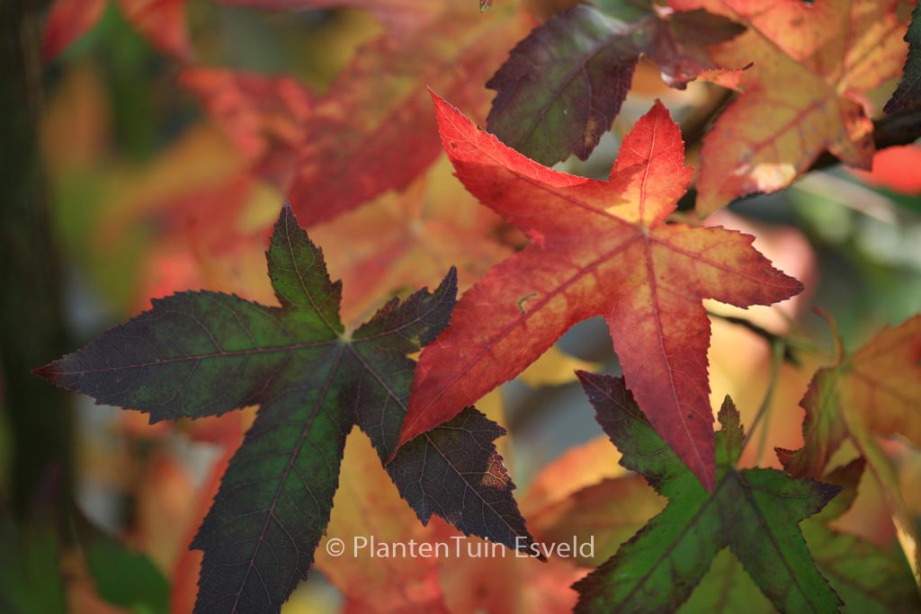 Liquidambar styraciflua ‚Palo Alto‘