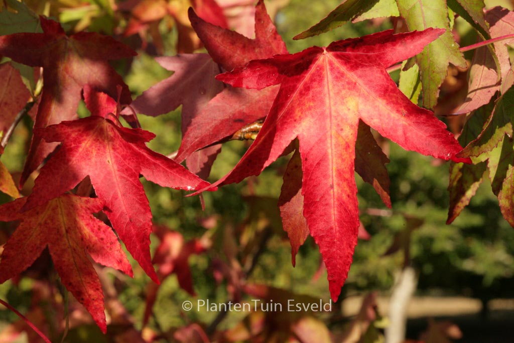 Liquidambar styraciflua ‚Parasol‘
