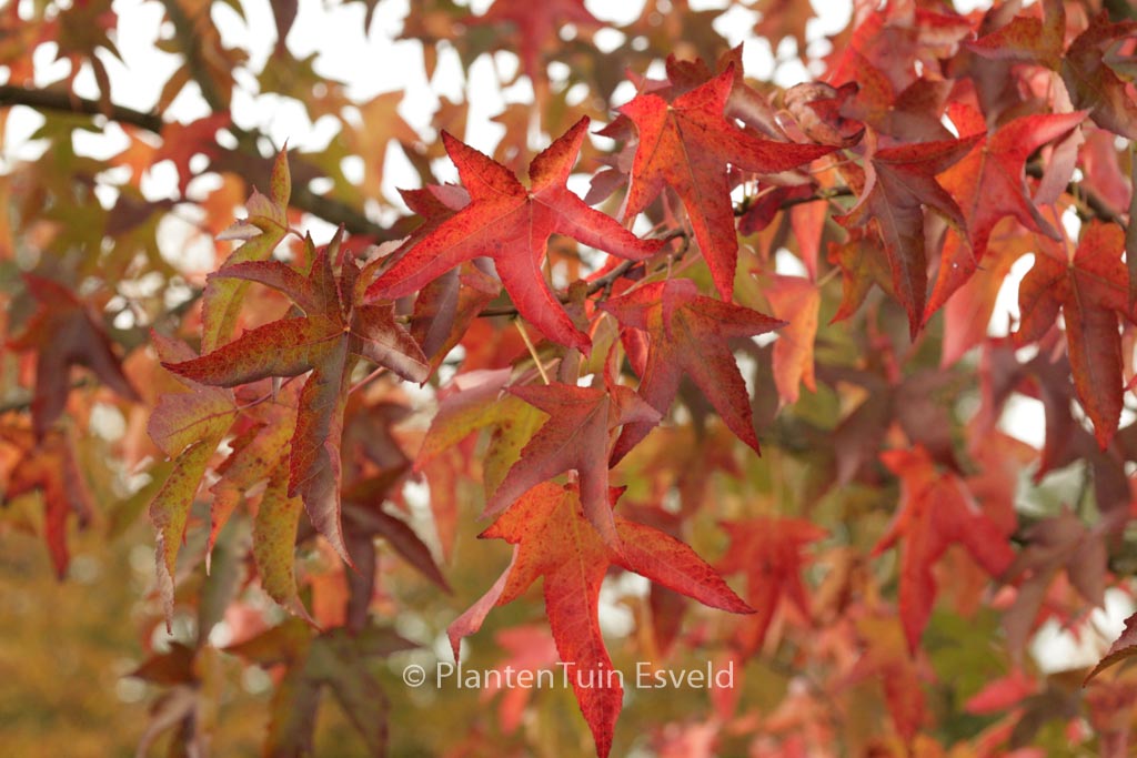 Liquidambar styraciflua ‚Pendula‘
