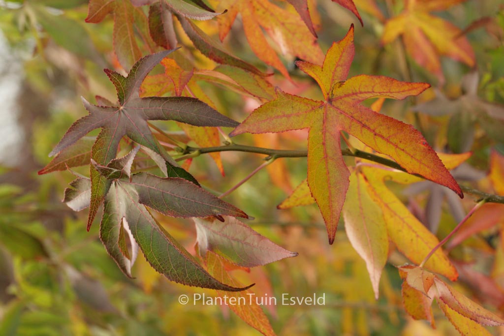 Liquidambar styraciflua ‚Roemer 4‘ (FAME FOREVER)