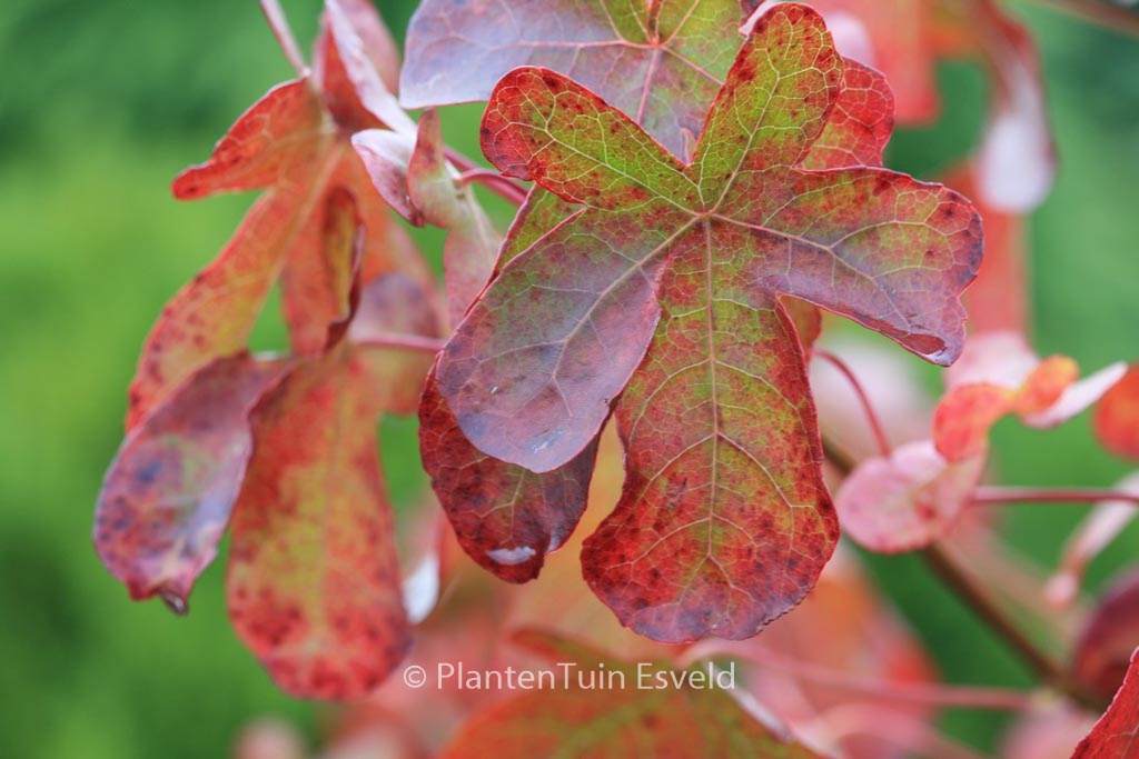 Liquidambar styraciflua ‚Rotundiloba‘