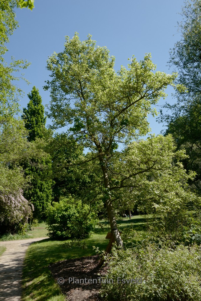 Liquidambar styraciflua ‚Silver King‘