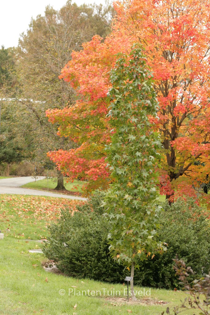 Liquidambar styraciflua ‚Slender Silhouet‘