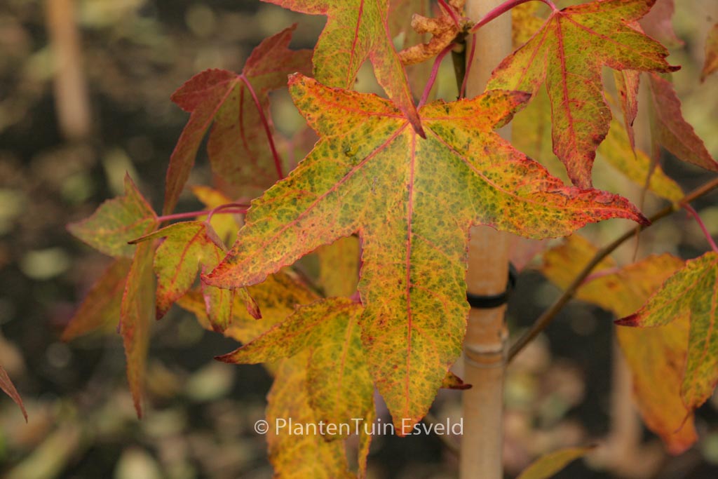 Liquidambar styraciflua ‚White Star‘