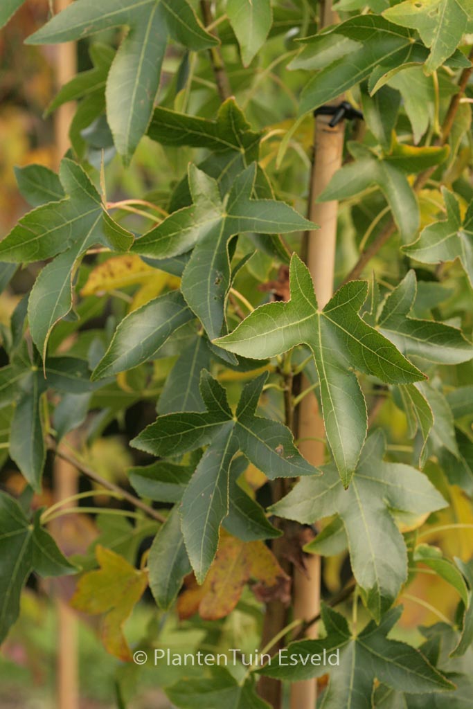 Liquidambar styraciflua ‚Wintergreen‘