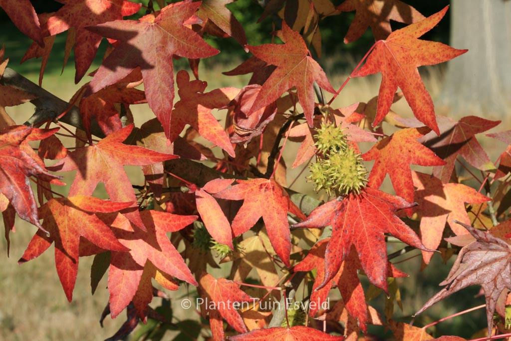 Liquidambar styraciflua ‚Worplesdon‘