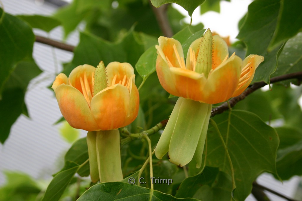Liriodendron ‚Chapel Hill‘