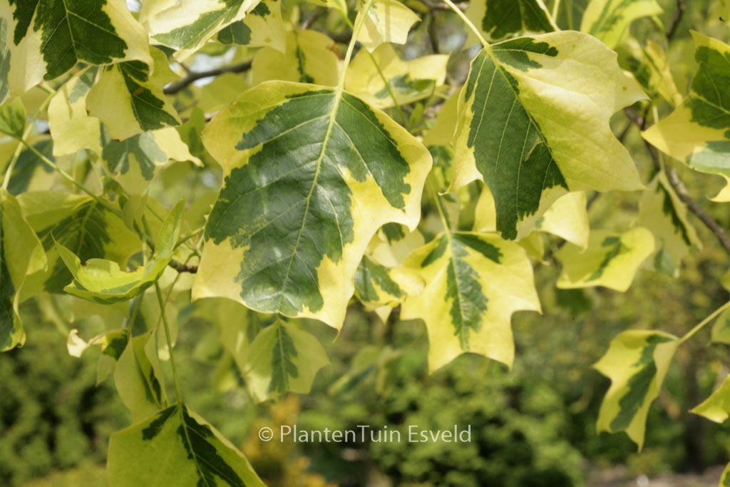 Liriodendron tulipifera ‚Aureomarginatum‘