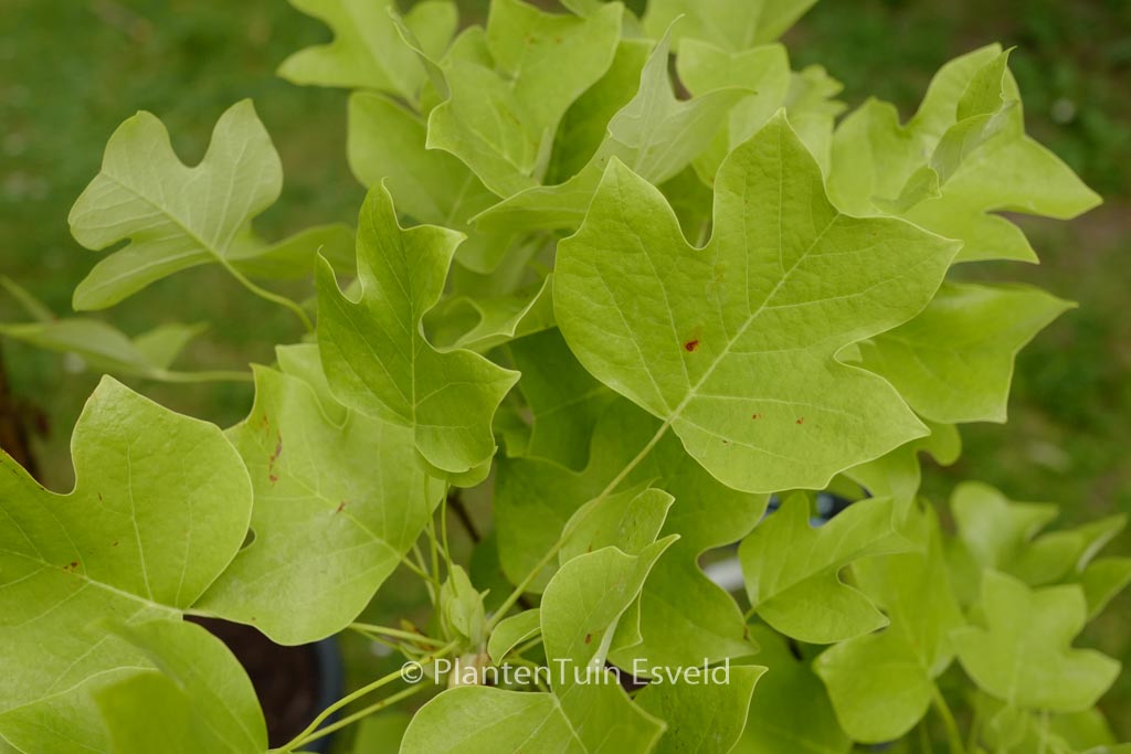 Liriodendron tulipifera ‚Edward Gursztyn‘