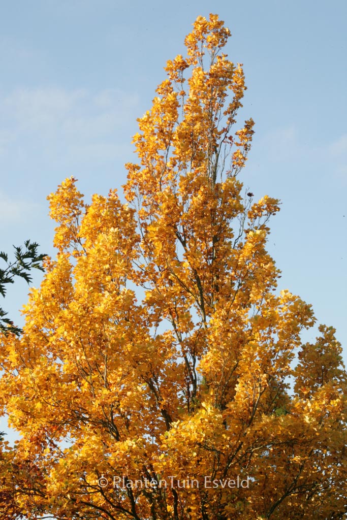 Liriodendron tulipifera ‚Fastigiatum‘