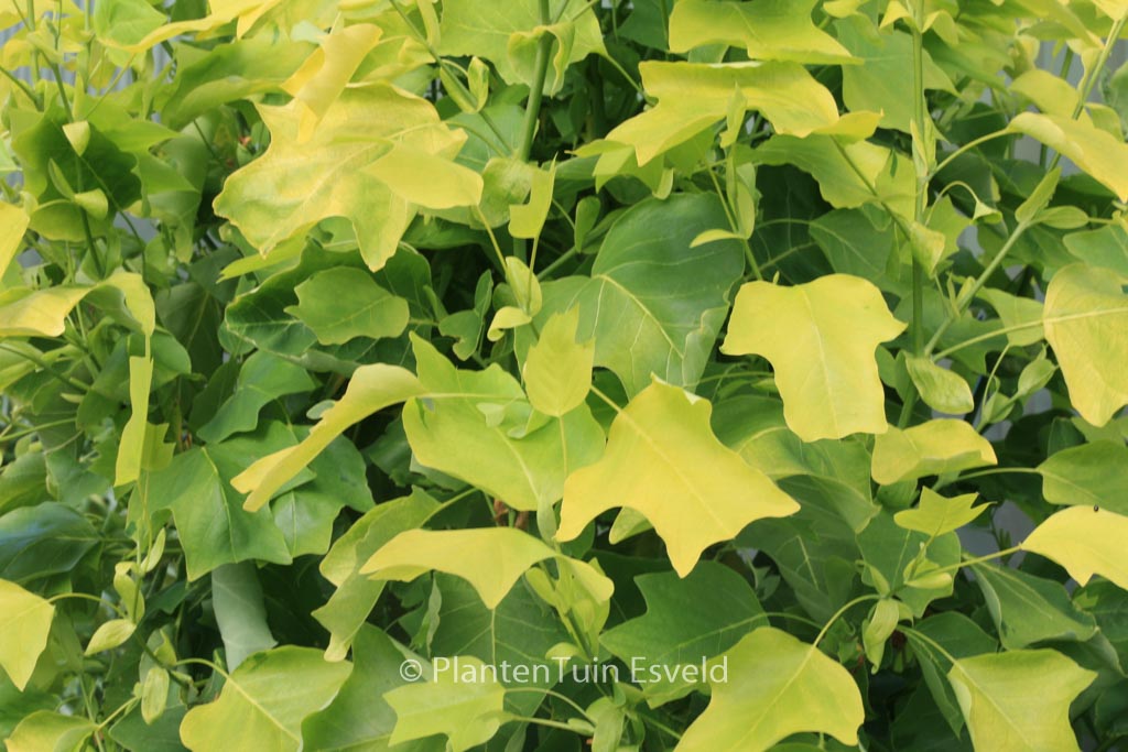 Liriodendron tulipifera ‚Glen Gold‘