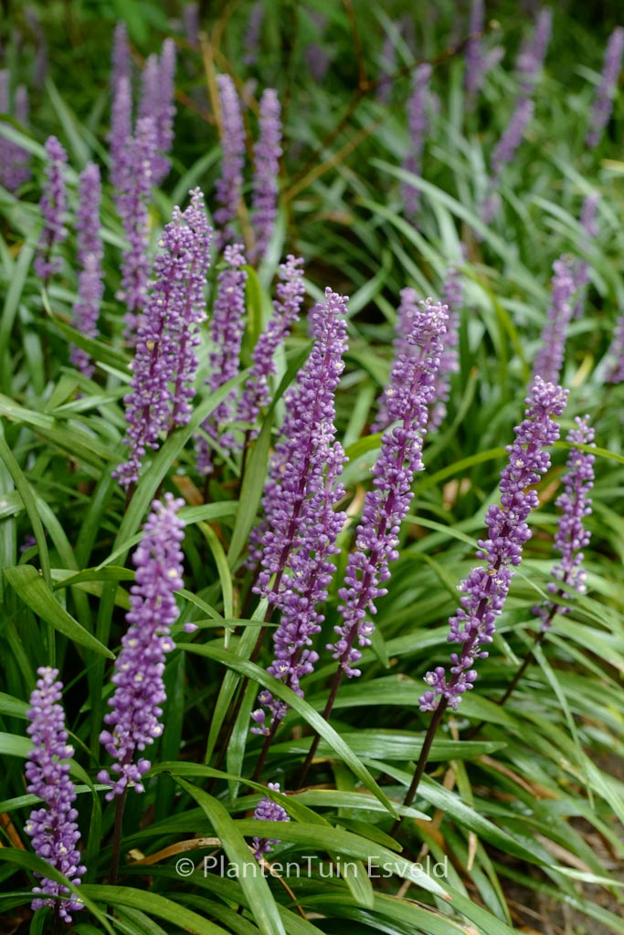 Liriope muscari ‚Big Blue‘