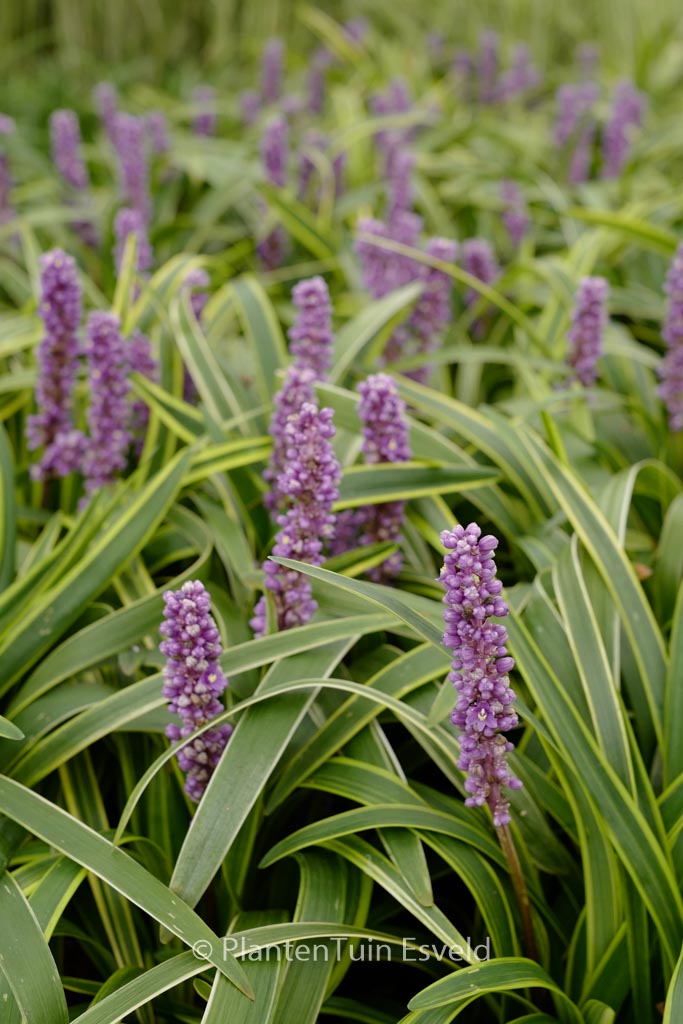 Liriope muscari ‚Gold Banded‘