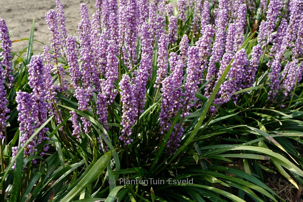 Liriope muscari ‚Ingwersen‘