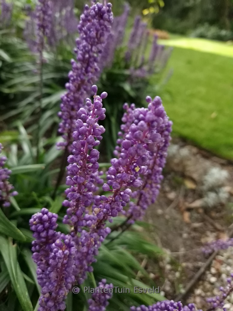 Liriope muscari ‚Lilac Wonder‘