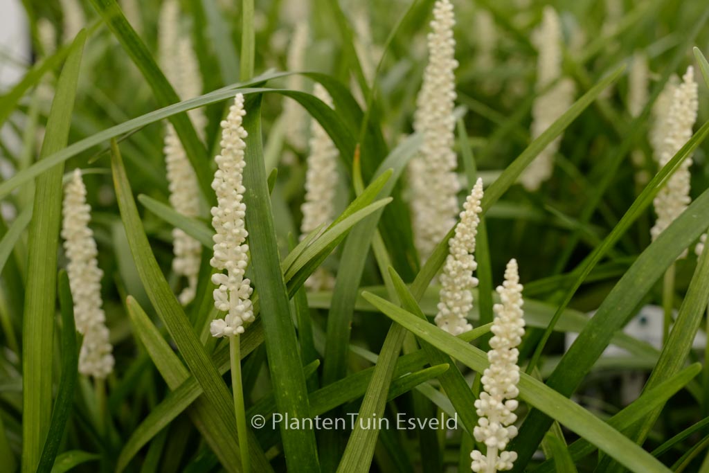 Liriope muscari ‚Monroe White‘