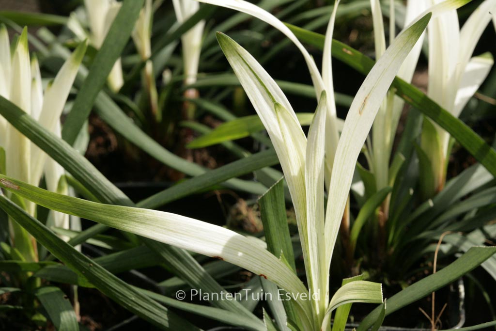Liriope muscari ‚Okina‘