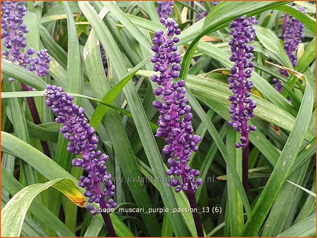 Liriope muscari ‚Purple Passion‘