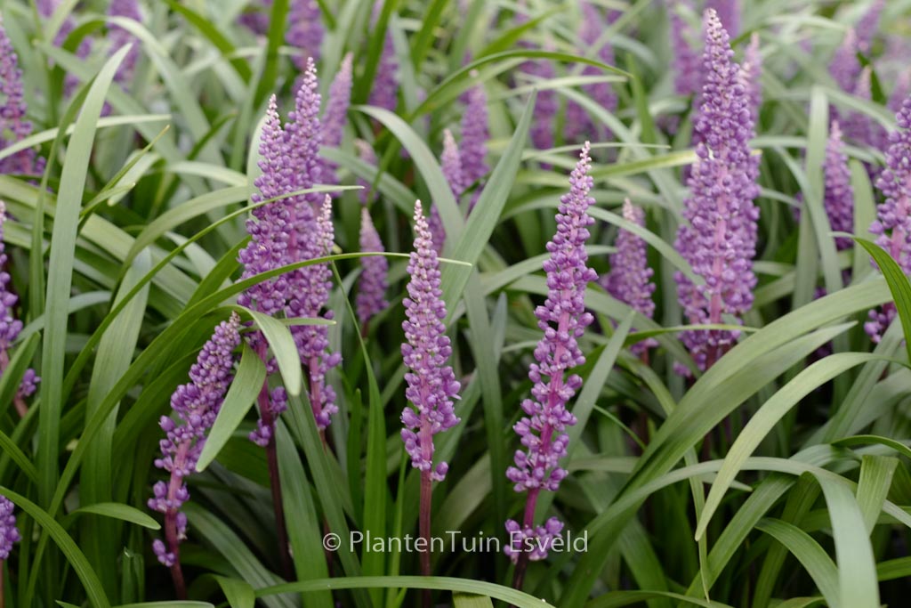Liriope muscari ‚Royal Purple‘