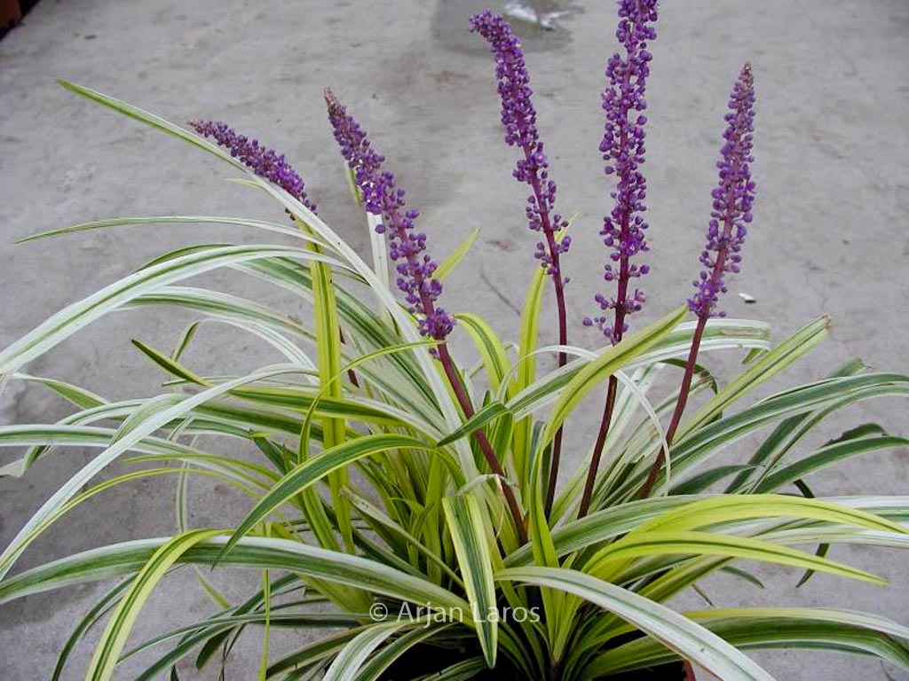 Liriope muscari ‚Variegata‘