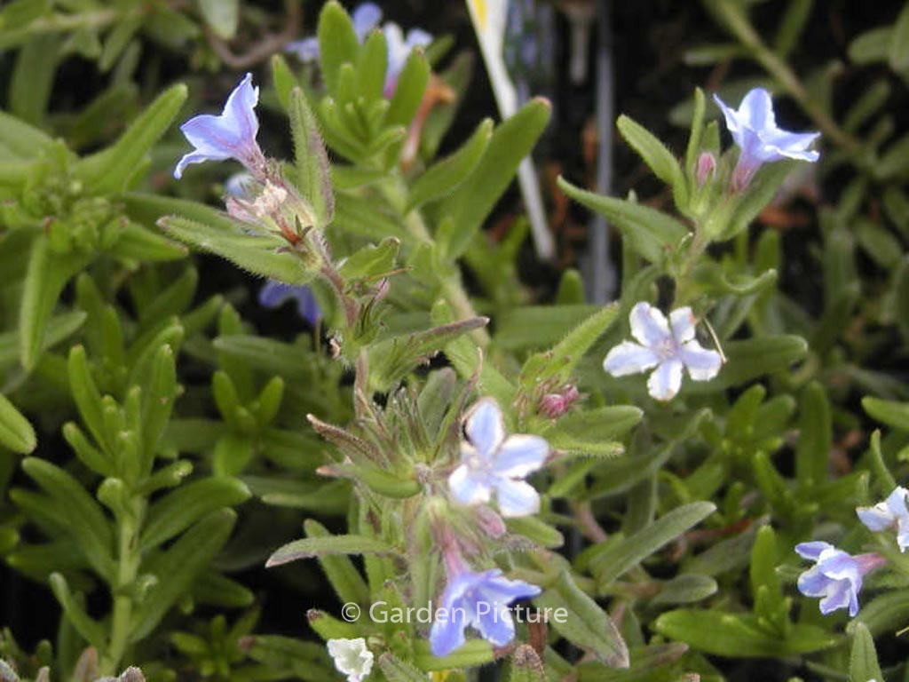 Lithodora diffusa ‚Star‘