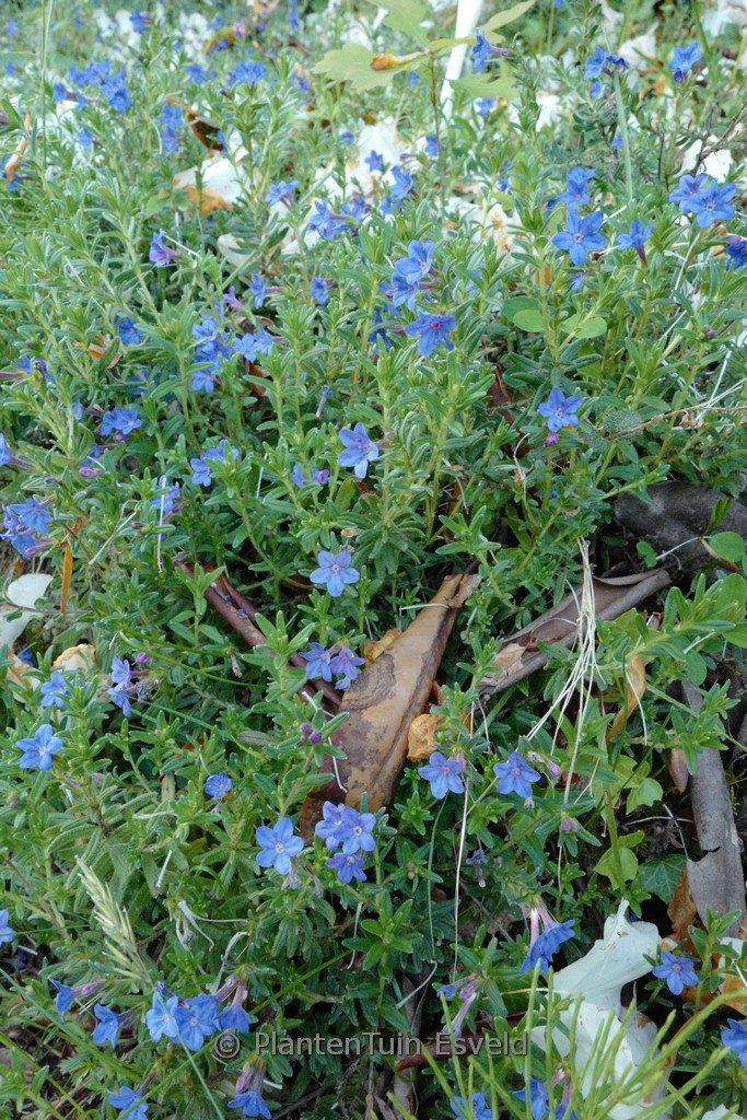 Lithodora prostata ‚Heavenly Blue‘