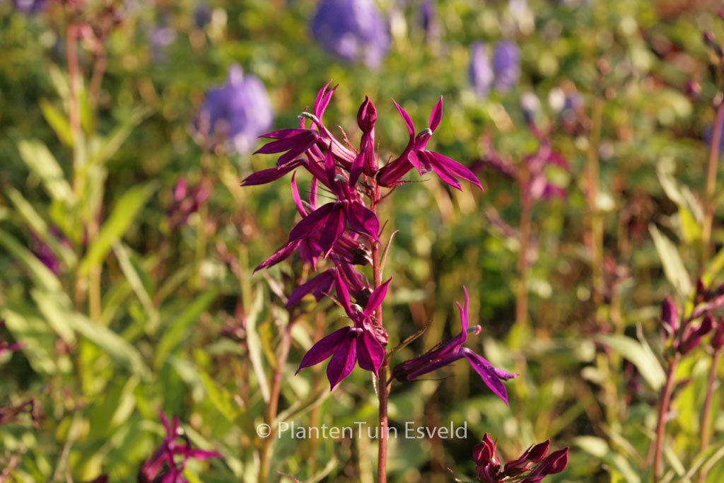 Lobelia ‚Hadspen Purple‘