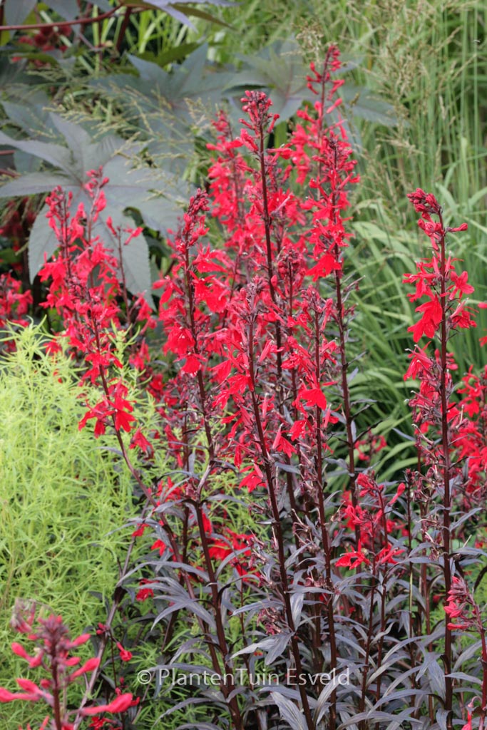 Lobelia ‚Queen Victoria‘