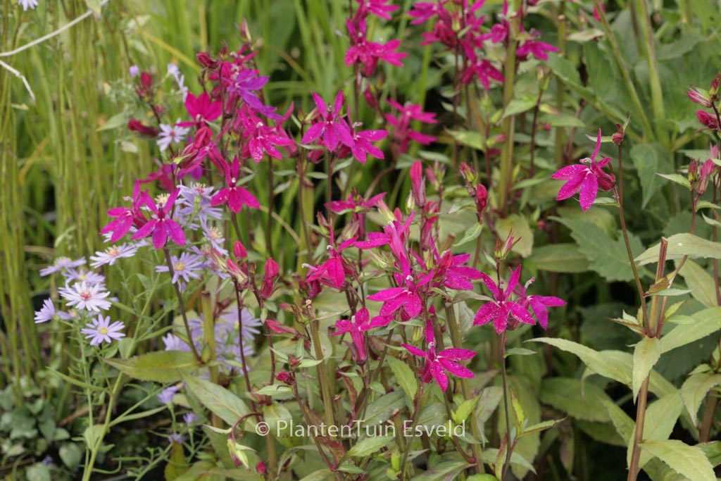 Lobelia ‚Tania‘