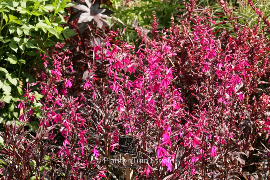Lobelia speciosa ‚Russian Princess‘