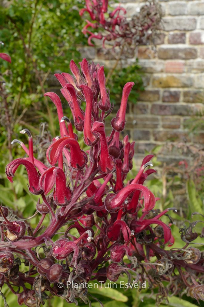 Lobelia tupa