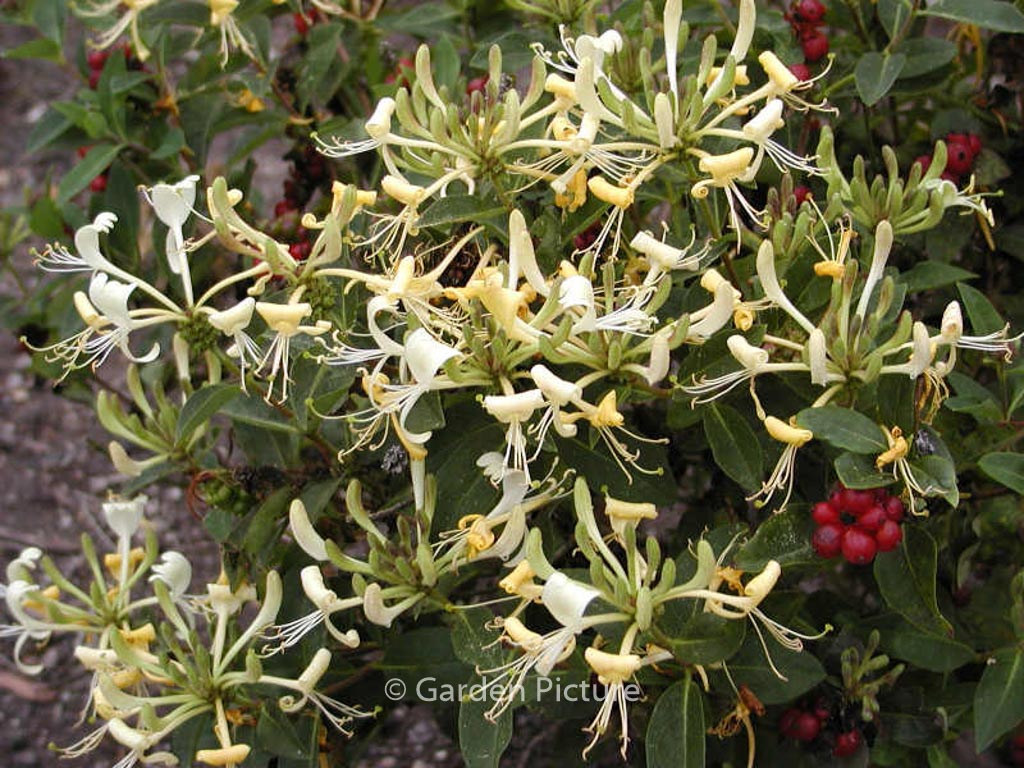 Lonicera ‚Honey Baby‘