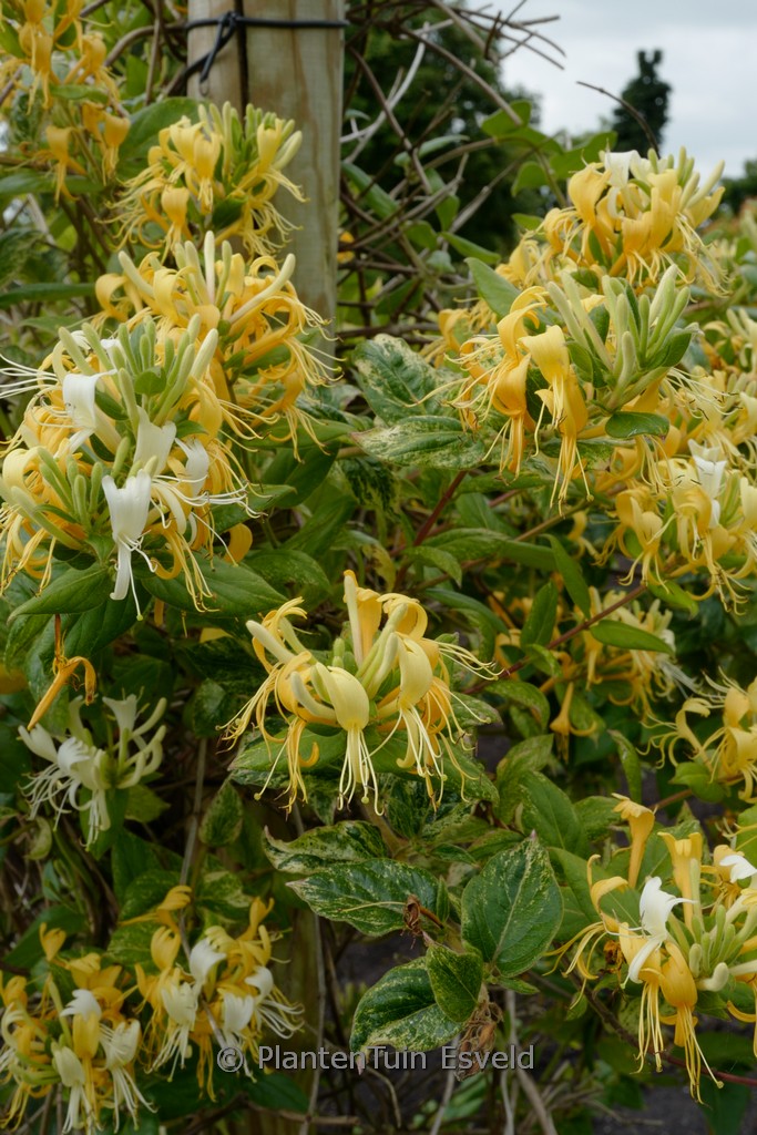 Lonicera ‚Sandra‘