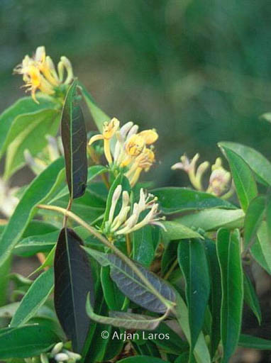 Lonicera alseuosmoides