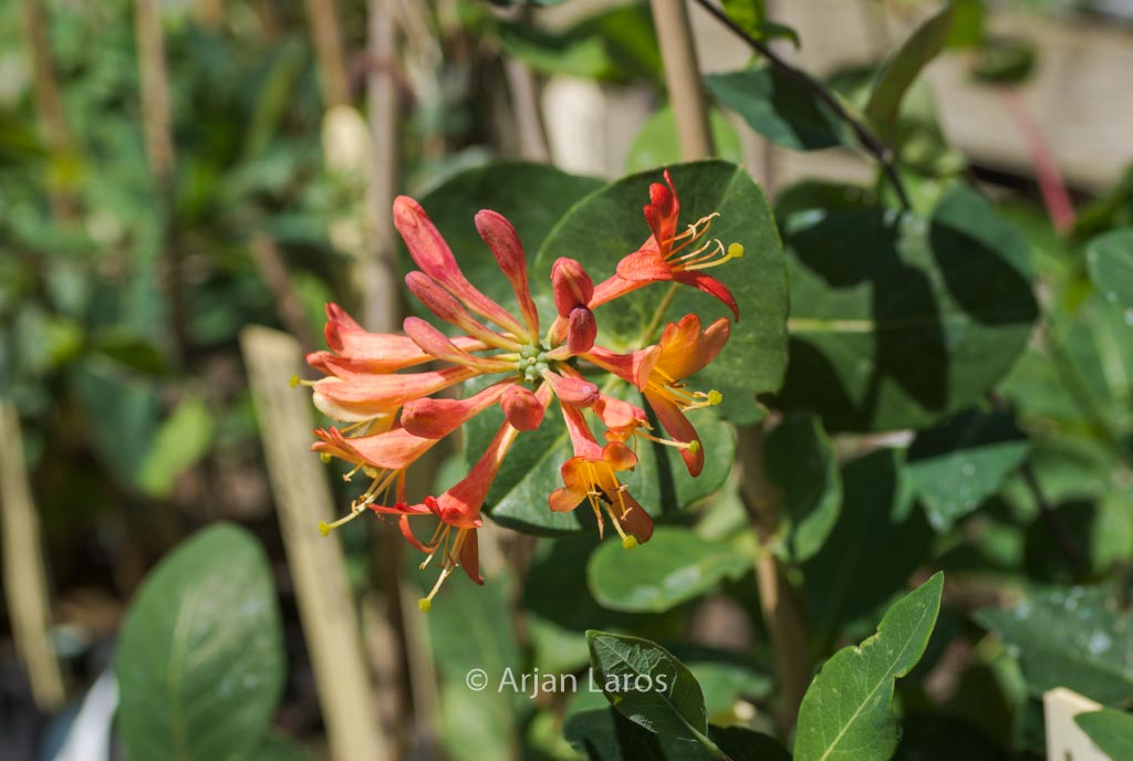 Lonicera brownii ‚Celestial‘