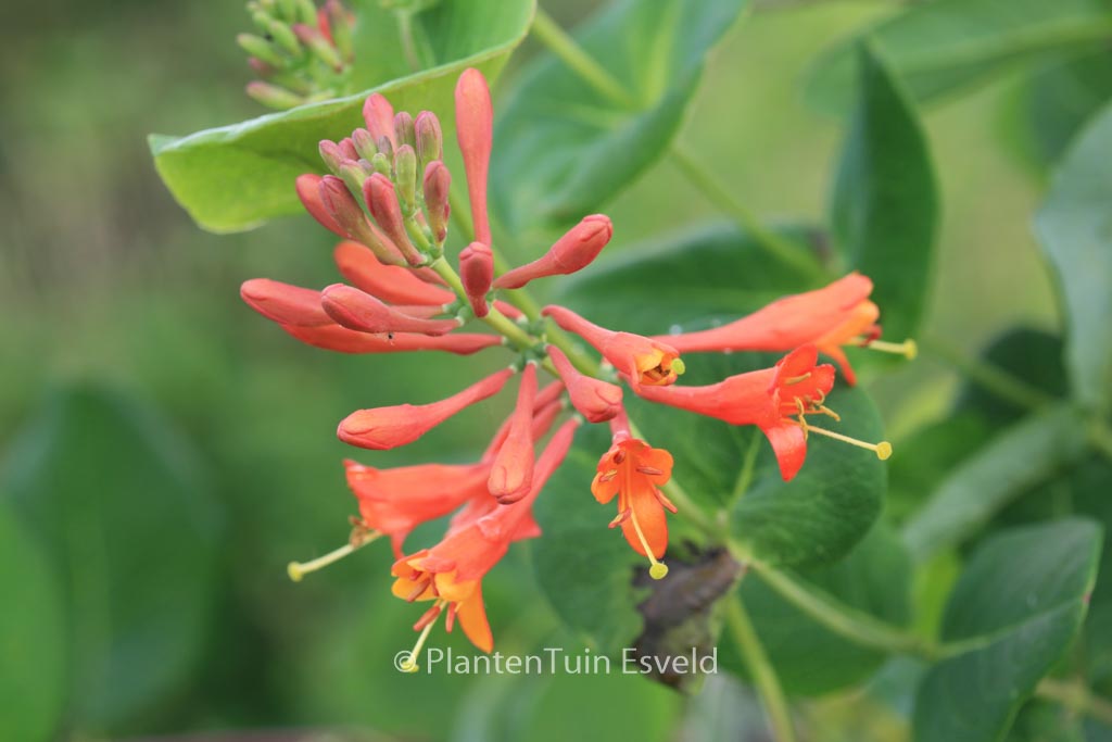 Lonicera brownii ‚Dropmore Scarlet‘