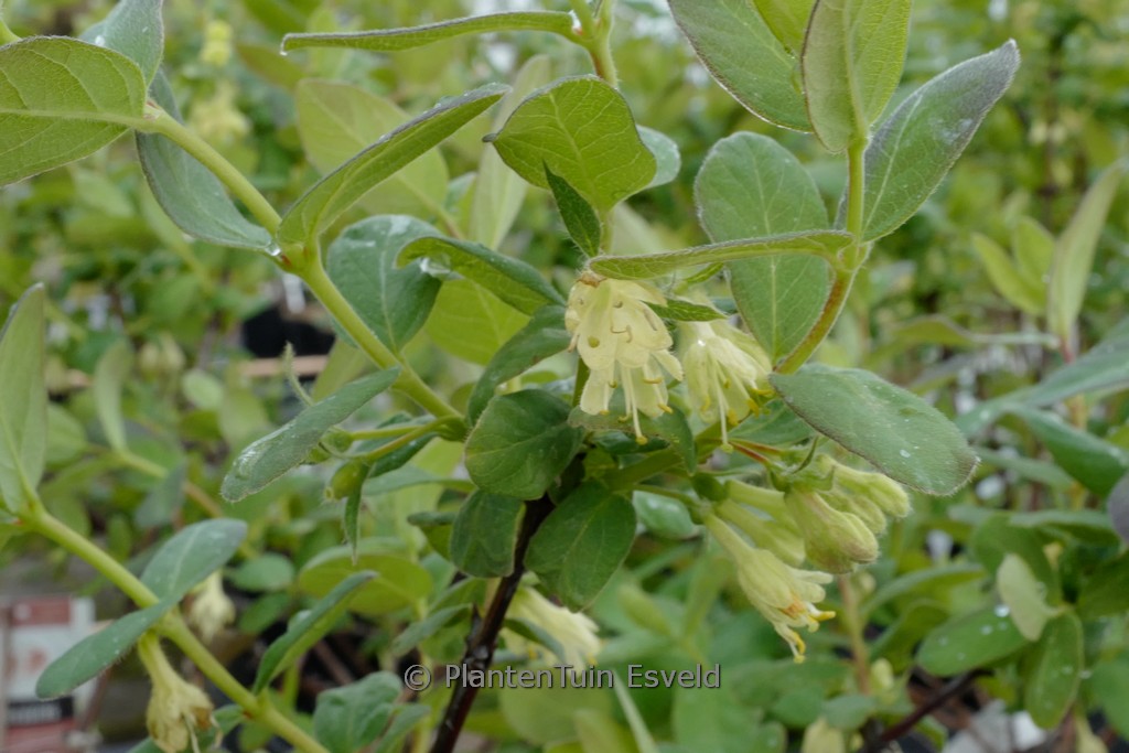 Lonicera caerulea ‚Sinoglaska‘