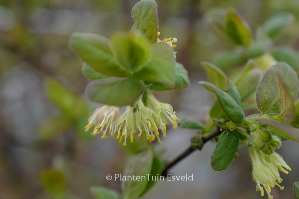 Lonicera caerulea ‚Wojtek‘
