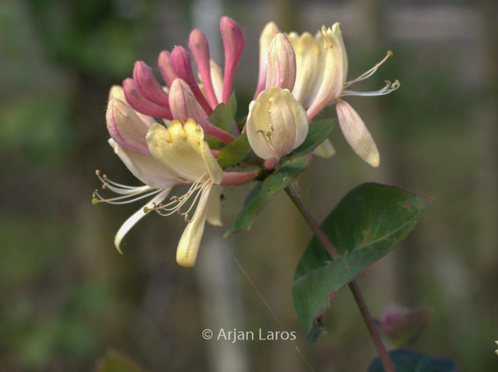 Lonicera caprifolium ‚Inga‘