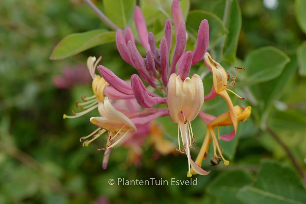 Lonicera caprifolium