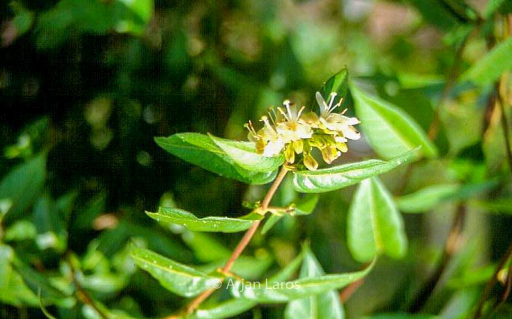 Lonicera glabrata