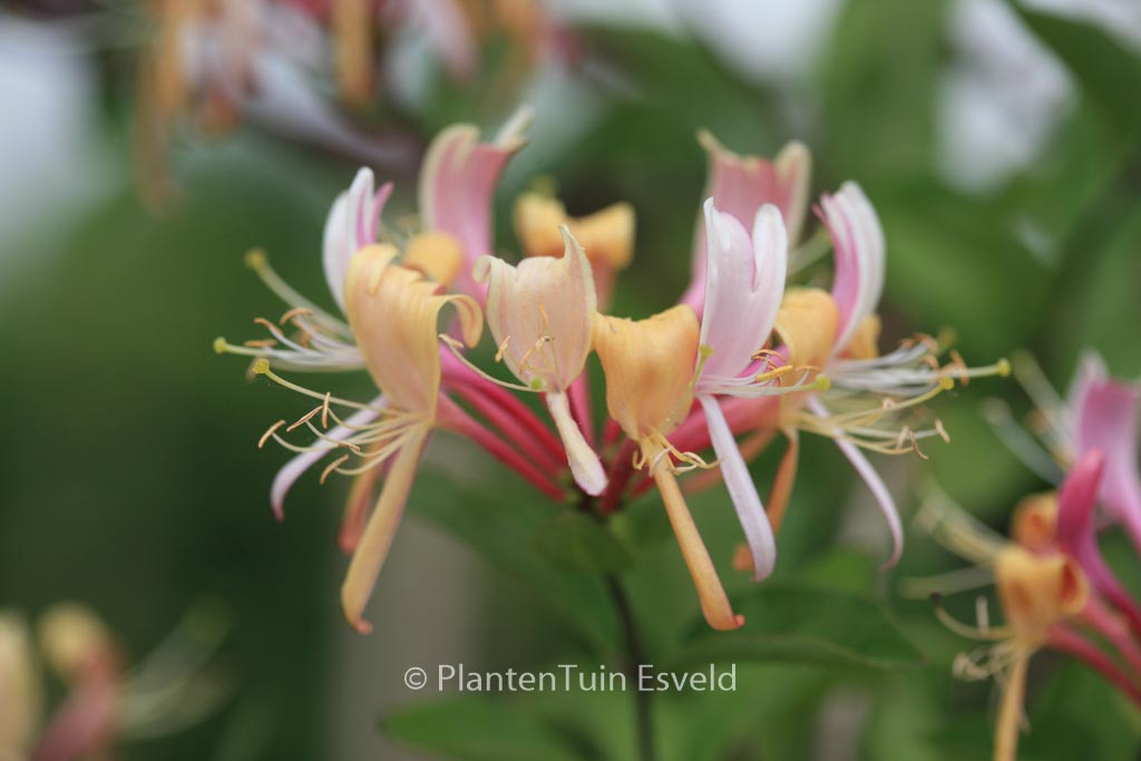 Lonicera heckrottii ‚Goldflame‘