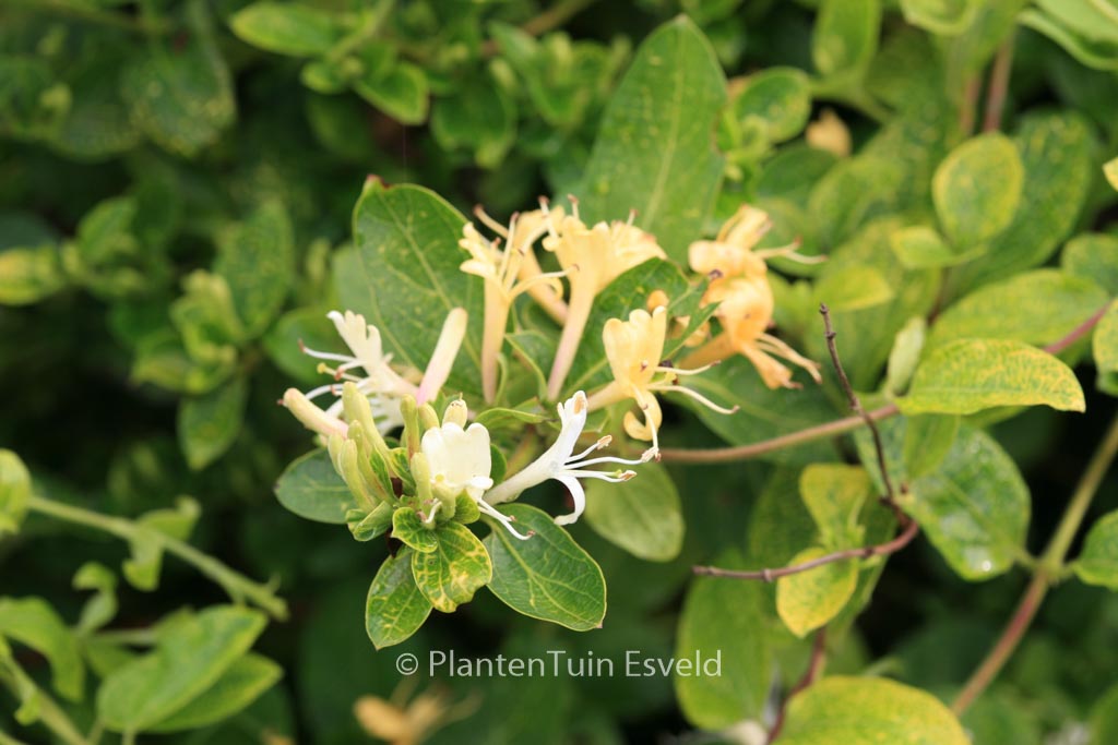 Lonicera japonica ‚Aureoreticulata‘