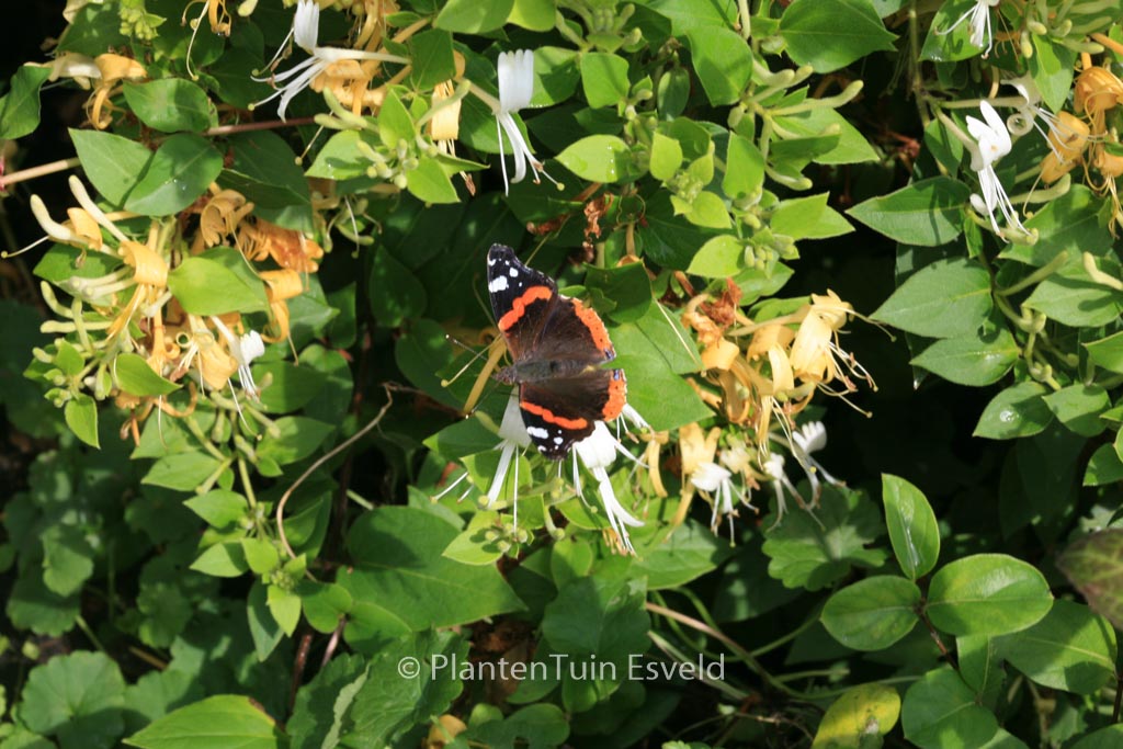 Lonicera japonica ‚Cream Cascade‘